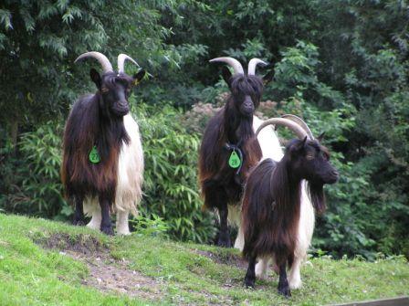 Wallische geiten