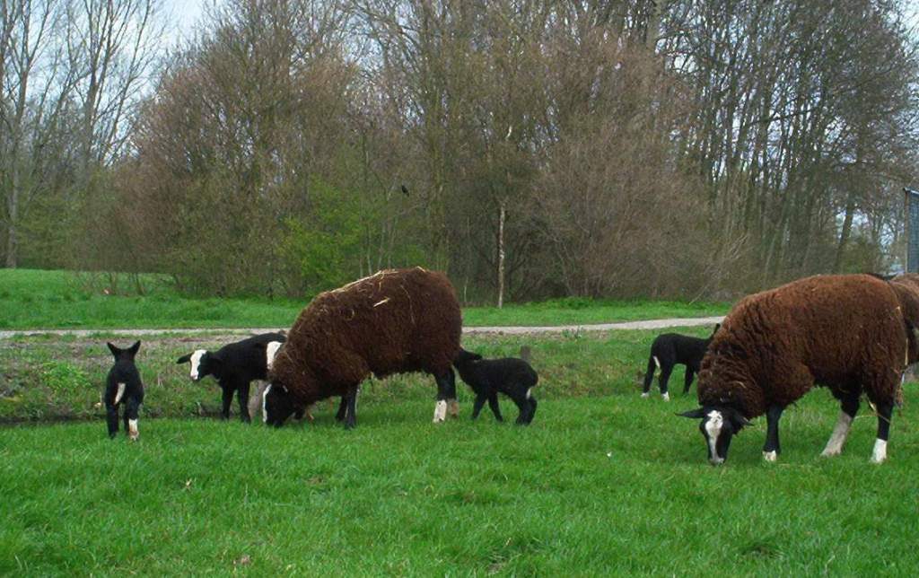 Zwartbles schapen