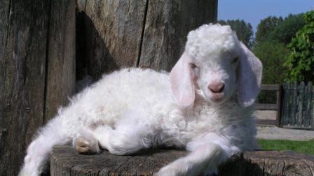 Angora geiten